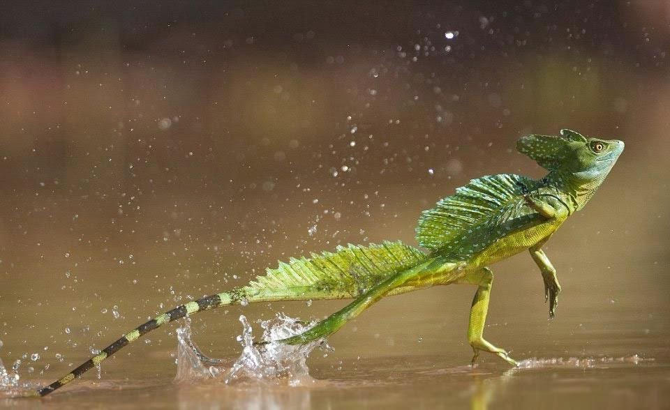 jesus christ lizard running on water