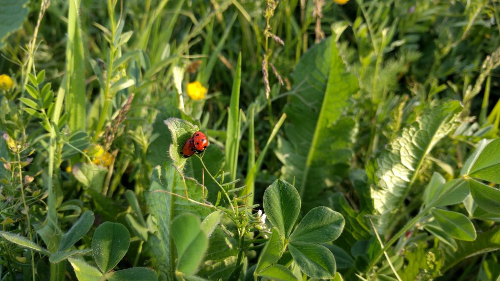 ladybugs-1836262