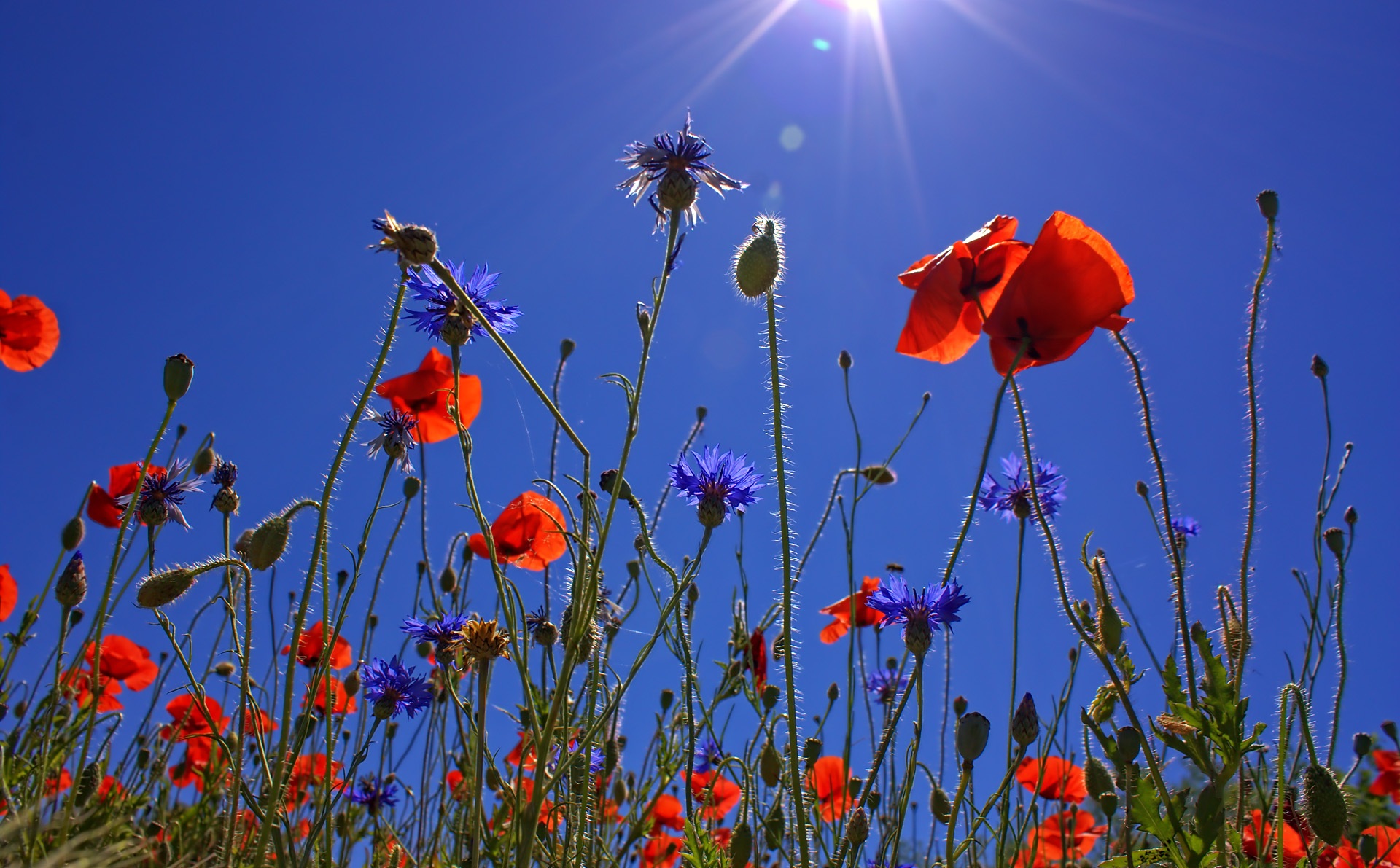 field-of-poppies-807871