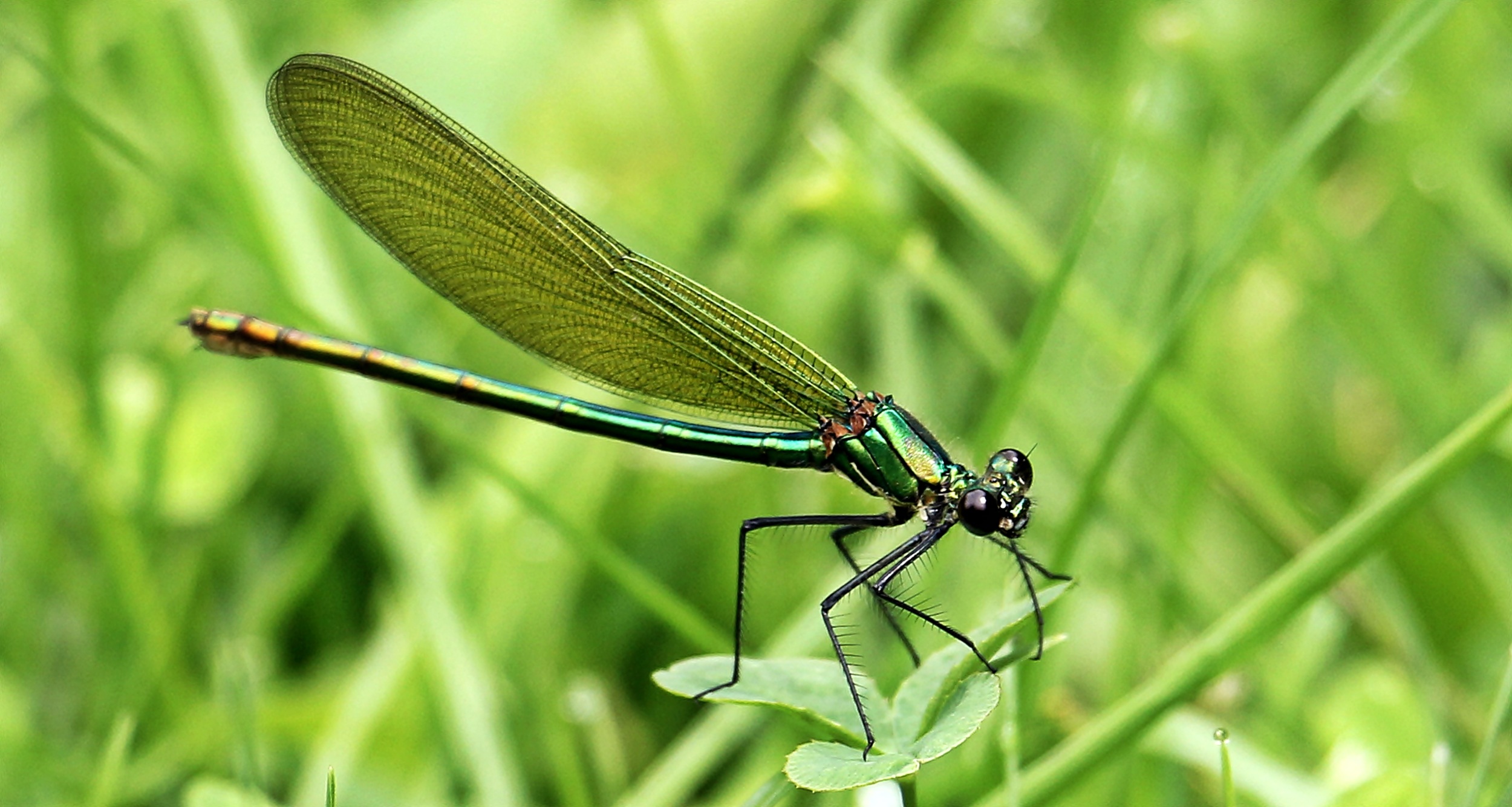 dragonfly-1461826