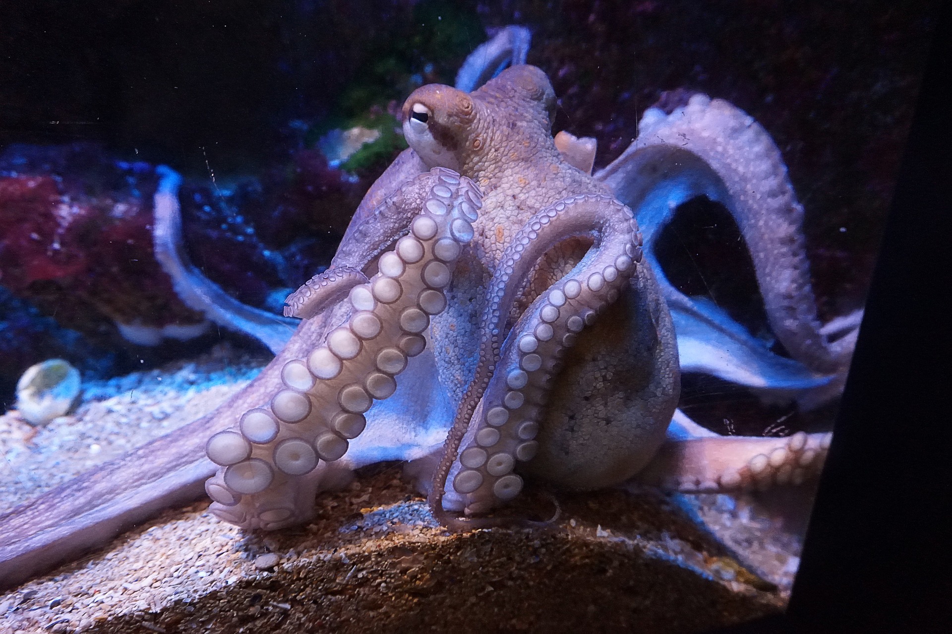 squid-832175_1920